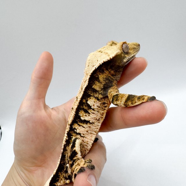 노멀 트라이 익스트림할리퀸 바브