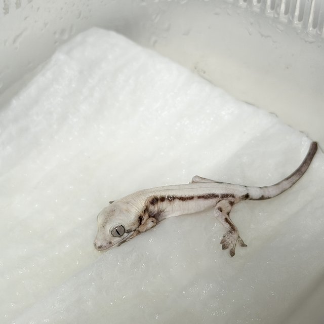 슈퍼세이블 릴리