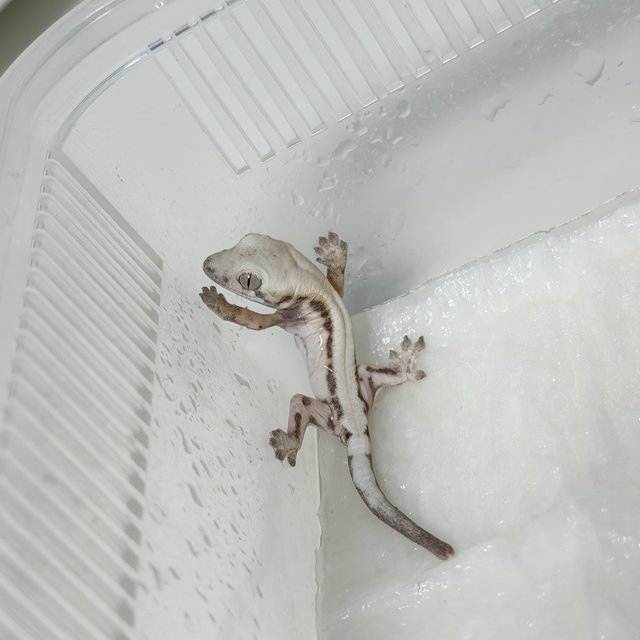 슈퍼세이블 릴리