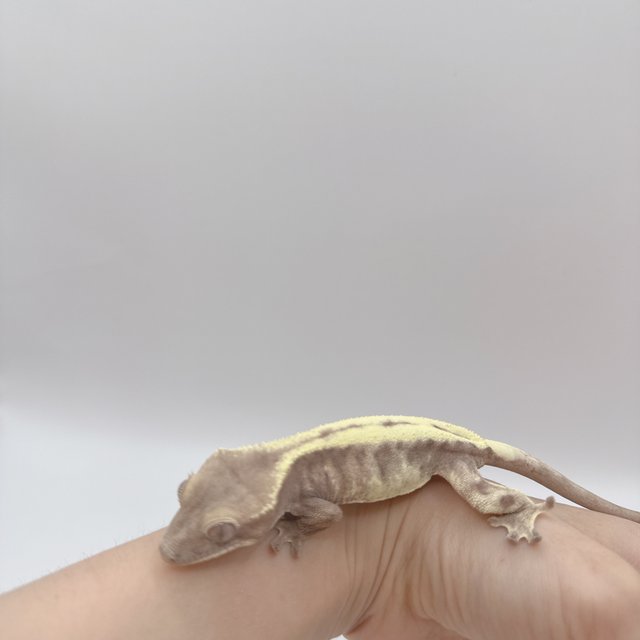 슈퍼세이블 릴리
