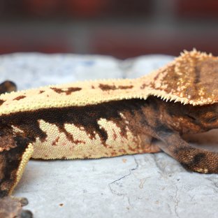 Sable