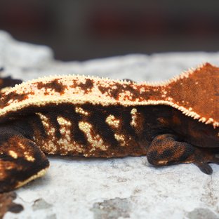 Sable