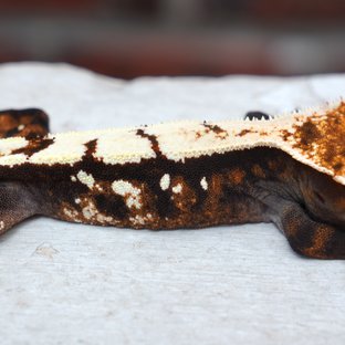 Sable