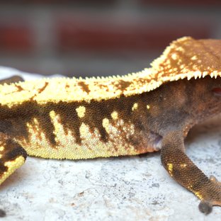 Sable