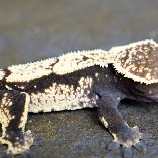 Sable