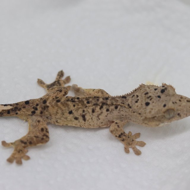 Dalmatian Super Dalmatian