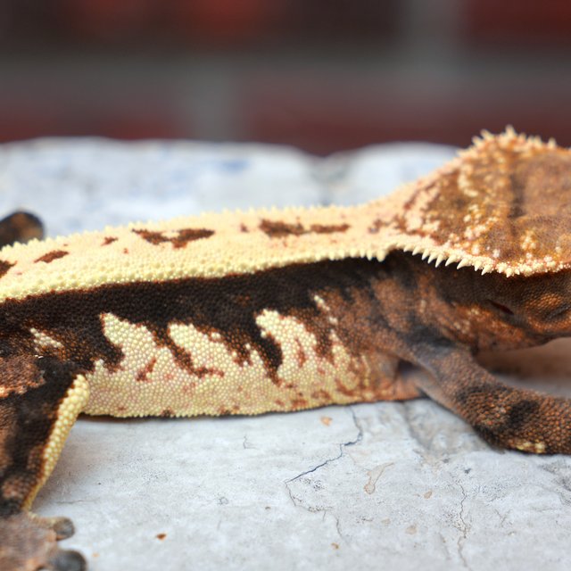 Sable