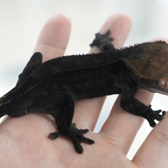 Charcoal 100% Het Axanthic