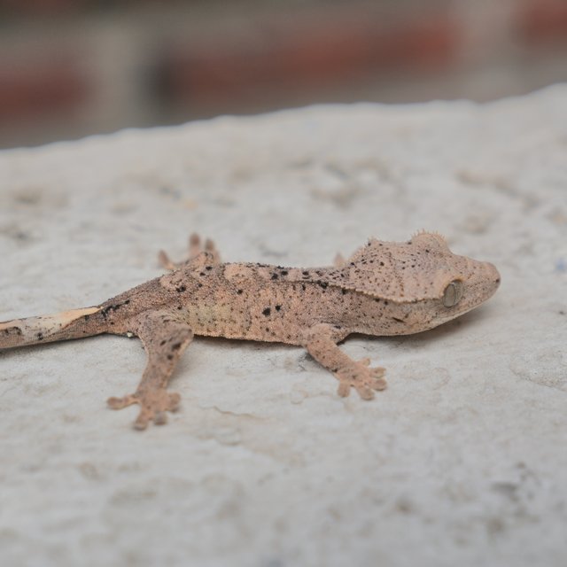 Super Dalmatian Dalmatian