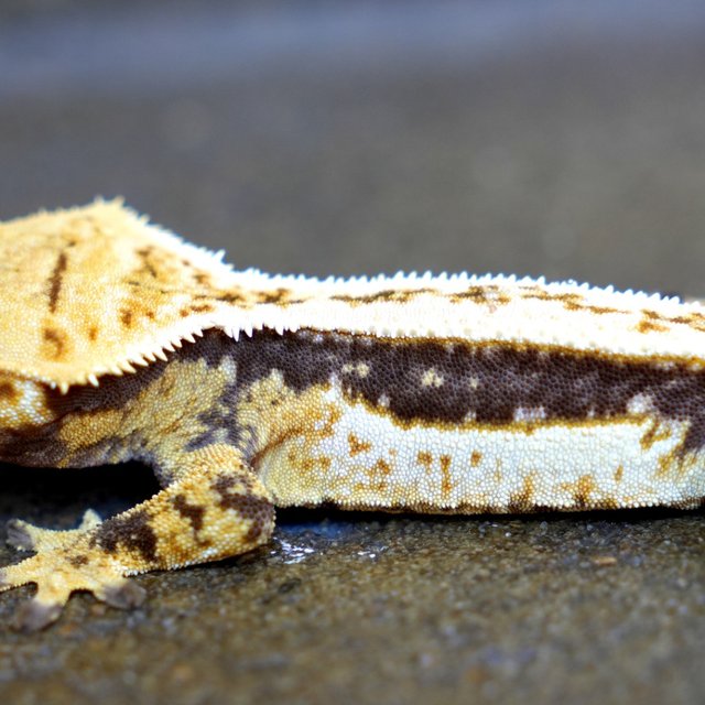 100% Het Axanthic