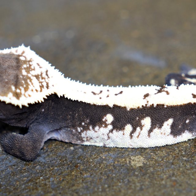 Sable