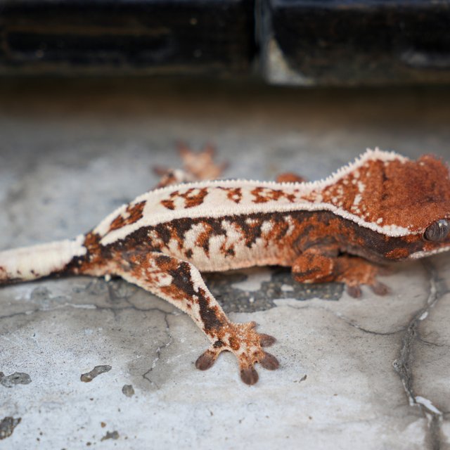Crested Gecko Sable Male