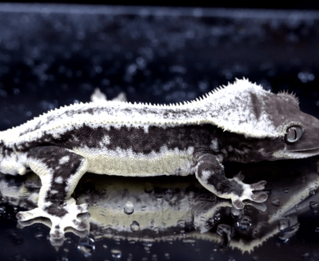 Axanthic