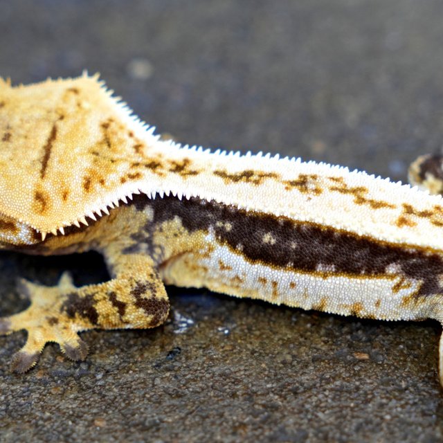 100% Het Axanthic