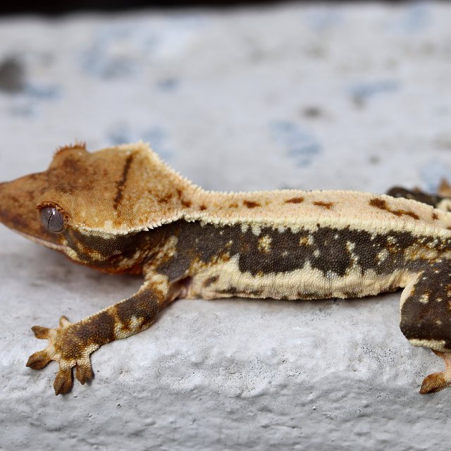 Lilly White 100% Het Chocho