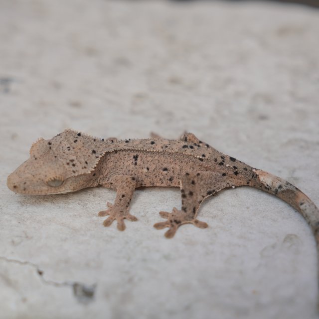 Dalmatian Super Dalmatian