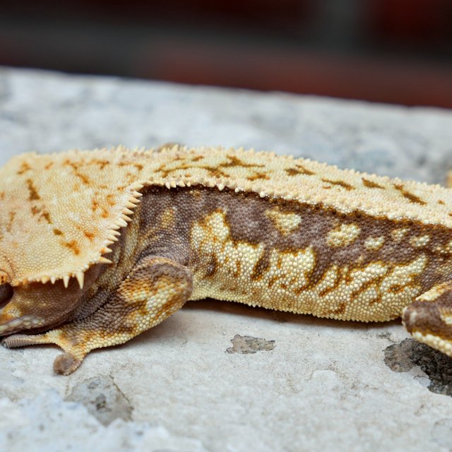 100% Het Axanthic