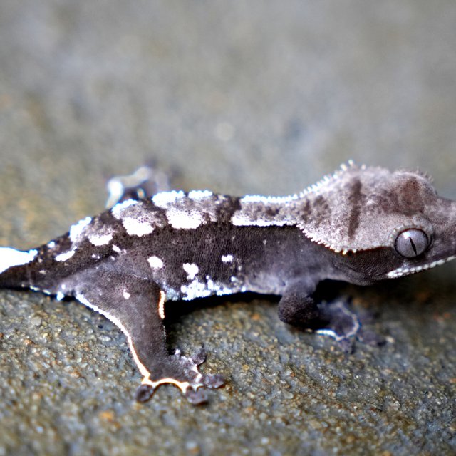 Axanthic