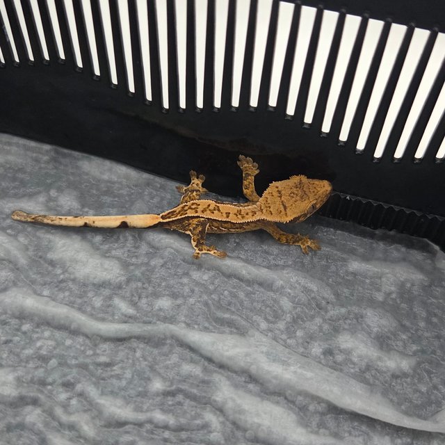 Normal