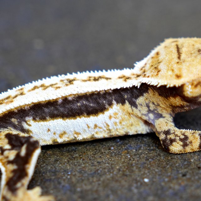 100% Het Axanthic