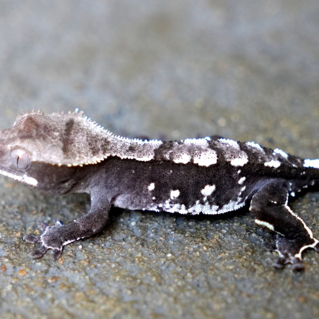 Axanthic