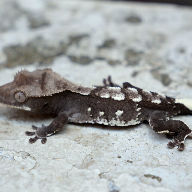 Axanthic