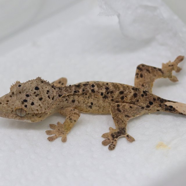 Dalmatian Super Dalmatian