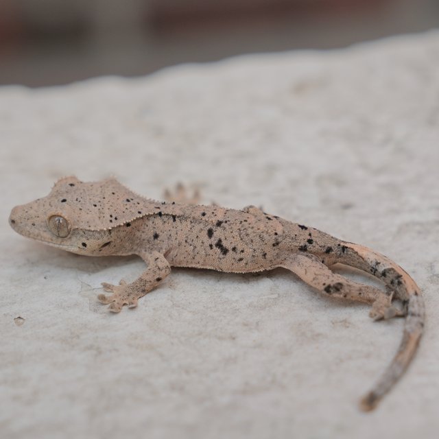 Dalmatian Super Dalmatian