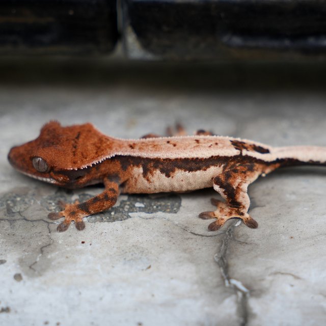 Crested Gecko Sable Unsexed