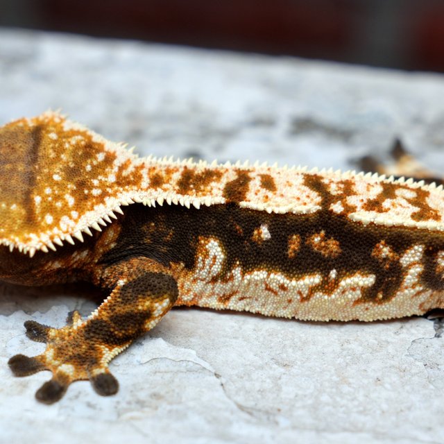 100% Het Axanthic