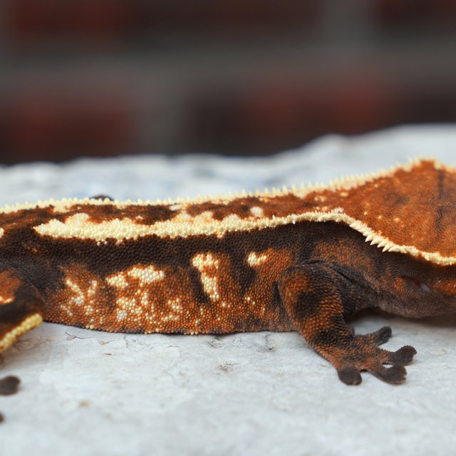 Sable