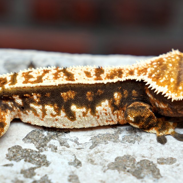 100% Het Axanthic
