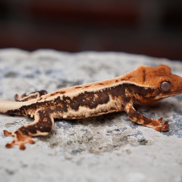 릴리화이트 100%헷초초