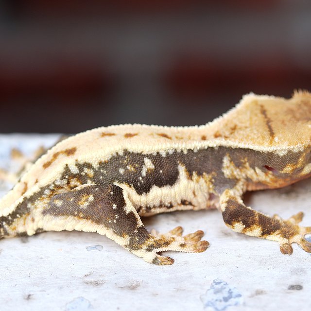 Lilly White 100% Het Chocho