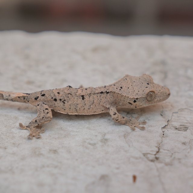 Dalmatian Super Dalmatian