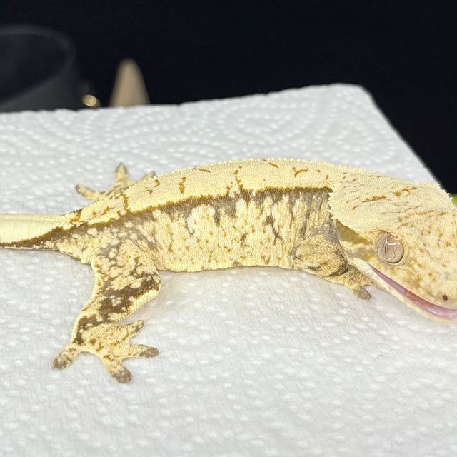 노멀 트라이 익스트림할리퀸 화이트스팟