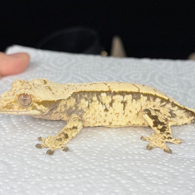 노멀 트라이 익스트림할리퀸 화이트스팟