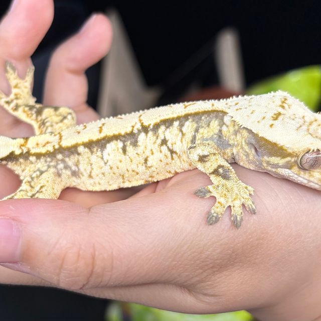 노멀 트라이 익스트림할리퀸 화이트스팟