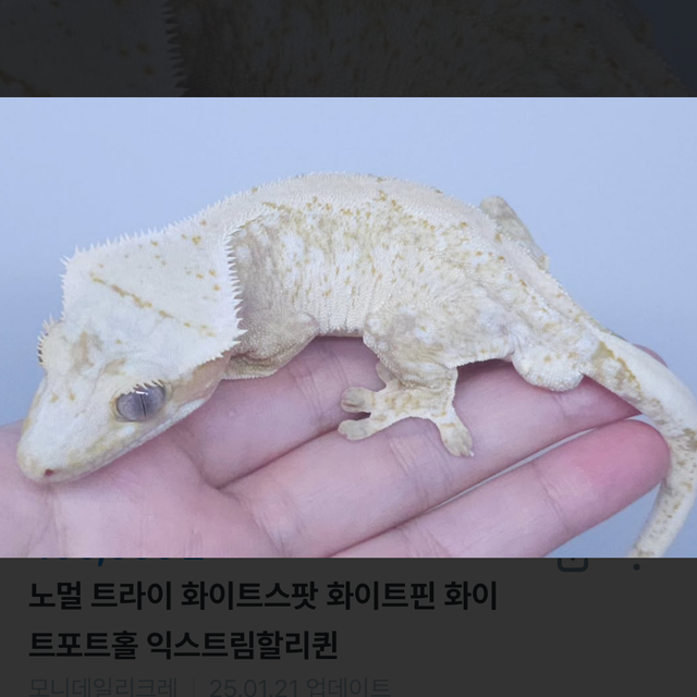 노멀