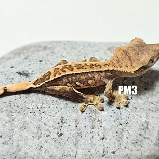 PM3