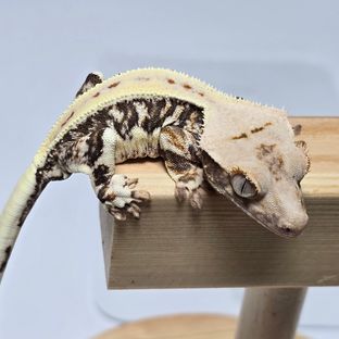 PB3