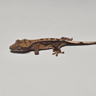 100%헷아잔틱 트라이