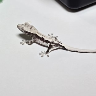 프라푸치노 아잔틱 릴잔틱