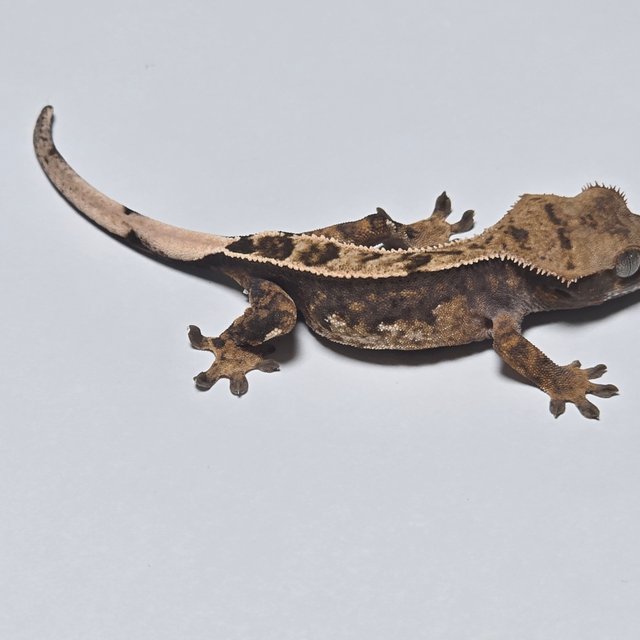 100%헷아잔틱 트라이