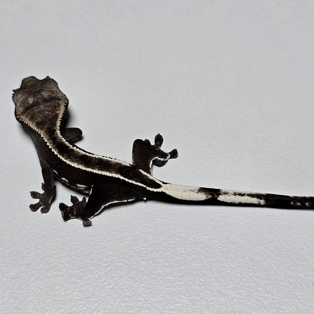 아잔틱