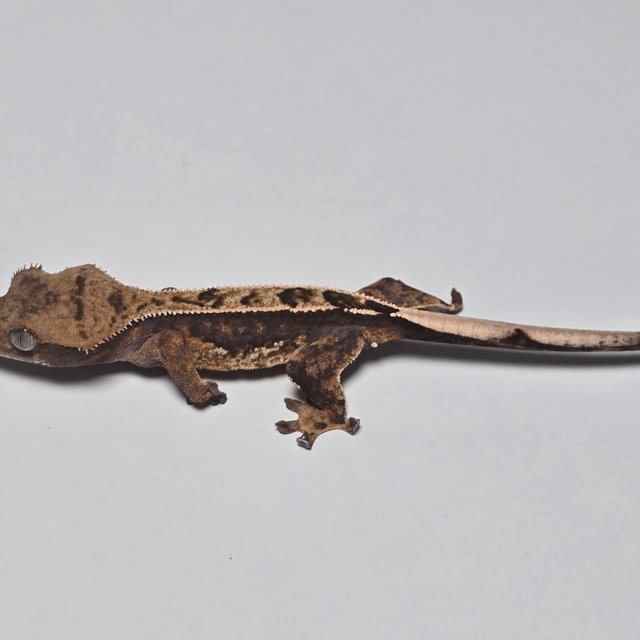 100%헷아잔틱 트라이