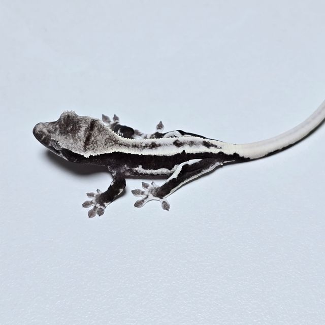 릴잔틱