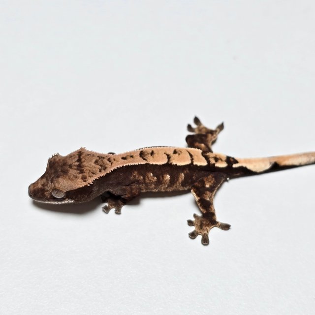 100%헷아잔틱 세이블