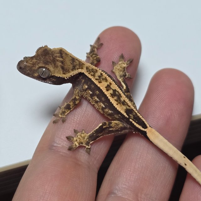 슈퍼스트라이프 엠티백