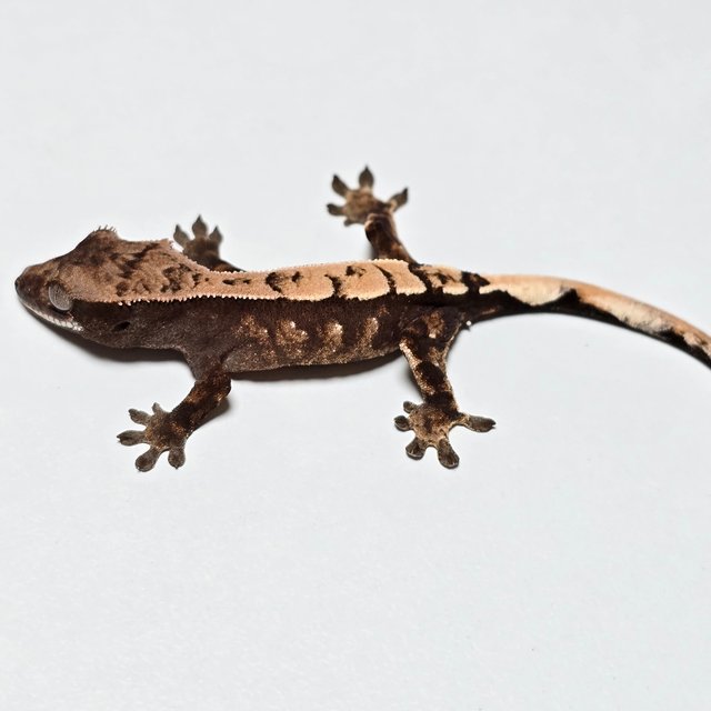 100%헷아잔틱 세이블